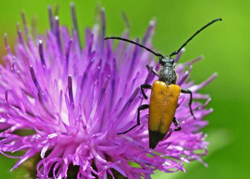 Stictoleptura fulva